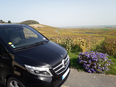 Champagne Tour - Dans les vignes